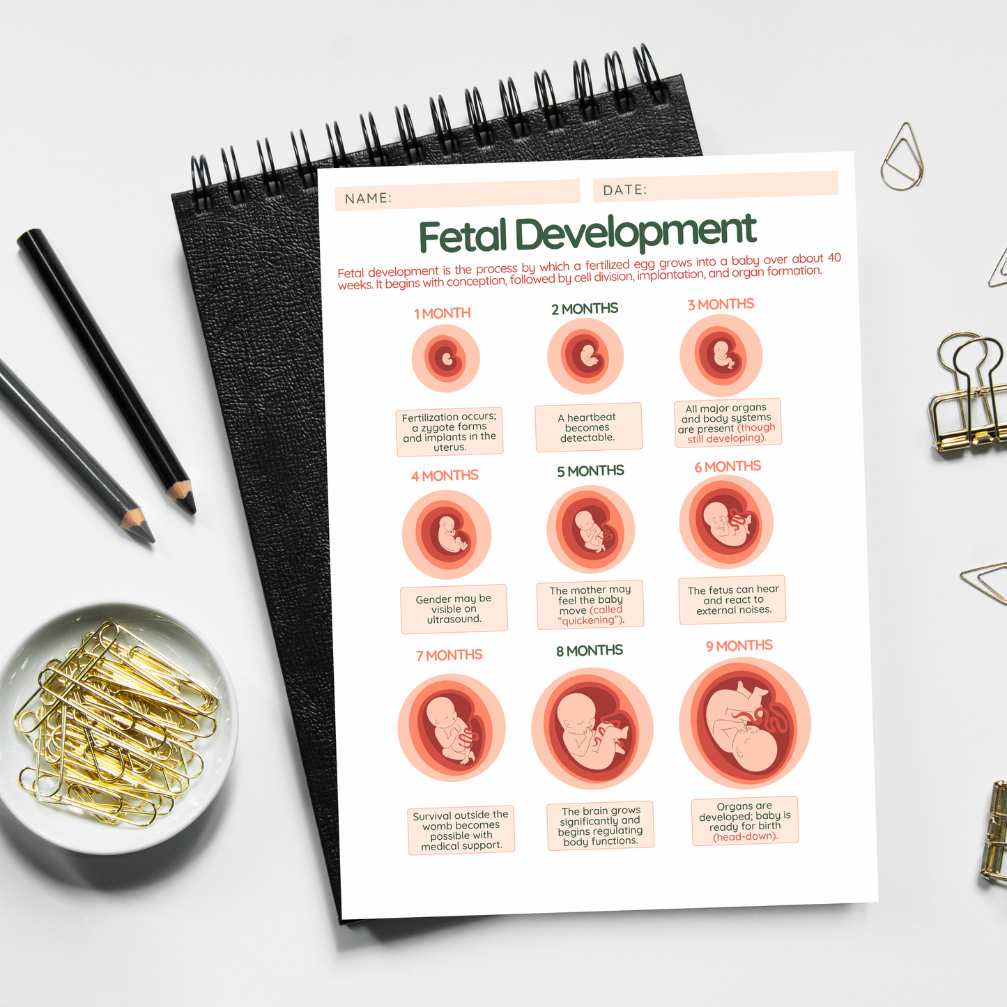 PLR: Fetal Development Handout